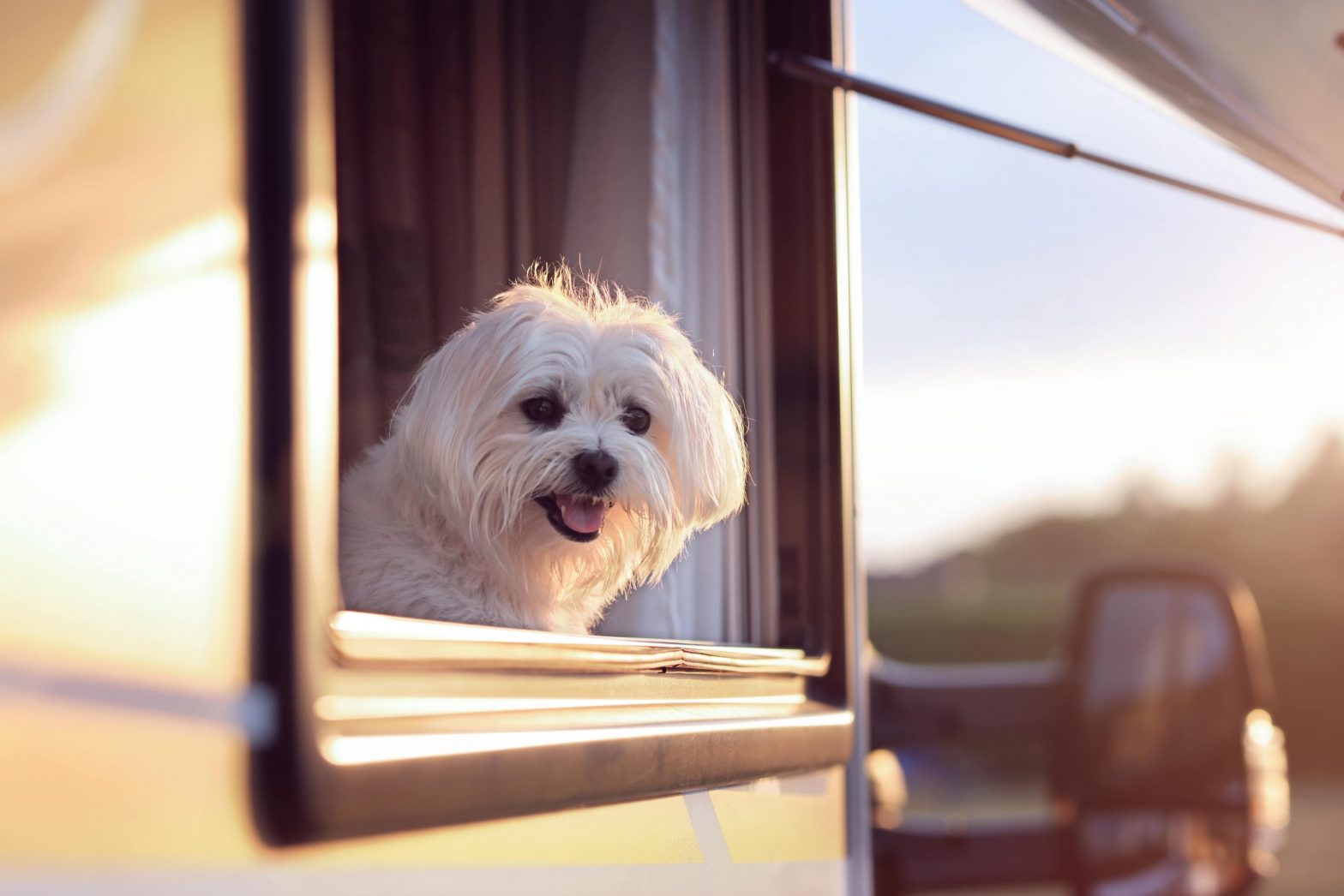 Guide to RVing with Pets